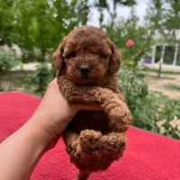 پودل مینیاتوری و توی