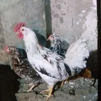 خروس گلین چهل تاج جوان