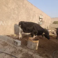 گاو، دورگه اندیکا