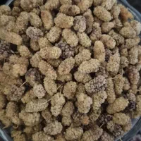 توت خشک جاده چالوس