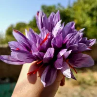 پیش فروش زعفران