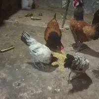 مرغ و خروس ورورک ودوعددتاقچه لاکنولدراصل
