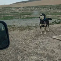 سگ گم شده اطراف دهگلان وابباریک