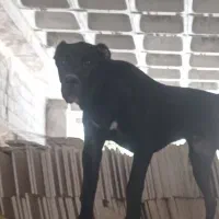 واگذاری سگ سرابی