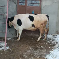 گاو شیری|حیوانات مزرعه|هشترود, |دیوار