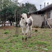 گاولیشه عروسک چالوسی