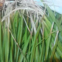 پیچک و زو تازه