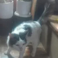 گربه  دو رگ پرشین برای فروش