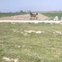 کره نریان