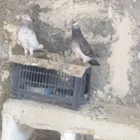 دوعدد کبوتر سبز با سار