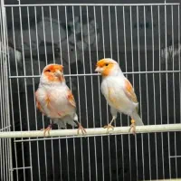جوجه قناری موزاییکی  ماده اوپال آماده