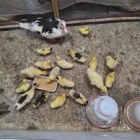 جوجه اردک اسراعیلی