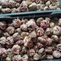 سیر|عمدهفروشی|اصلاندوز, |دیوار