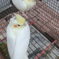 طوطی عروس