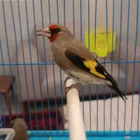 سهره کرمانی شور بخون