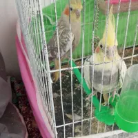 عروس هلندی و مرغ عشق