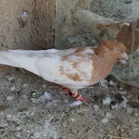 فروش ی جفت کفتر