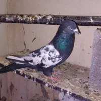 یک جفت کفتر حمّال.