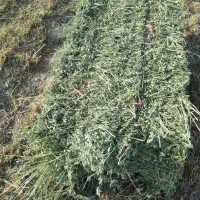 پرس ینجه چین ۳م