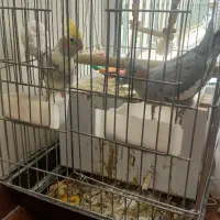 یک جفت عروس هلندی تخم گذار