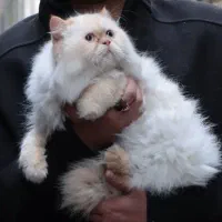 گربه پرشین ماده عقیم شده واکسینه