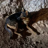 ماده ژرمن نگبان