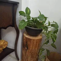 استند گلدان تنه درخت کنده