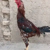 خروس
