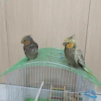 جوجه عروس هلندی