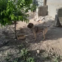 سراب سرابی قره باش