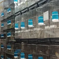 عروس هلندی فنج مرغ عشق طوطی برزیلی مینا