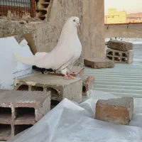 کبوتر دمبی