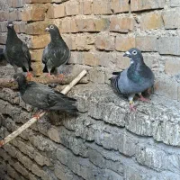 کبوتر المانی مسافتی