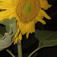 کاه و گندم دیم