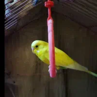 چهار عدد مرغ عشق