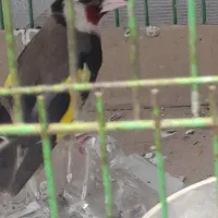 دو تا سهره نر