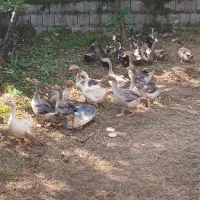 حیوانات مزرعه