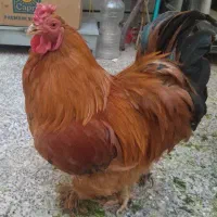 مرغ محلی و خروس برهما