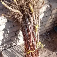 فروش عمده نهال زرشک عناب قیمت ویژه