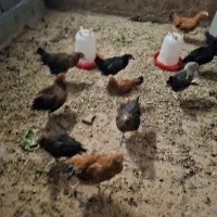 نوچه مرغ و خروس