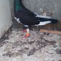 قره سیا کاکلی