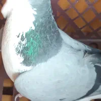 ماده سینه واز گچی بومی
