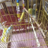یک جفت مرغ عشق نر و ماده به همراه قفس