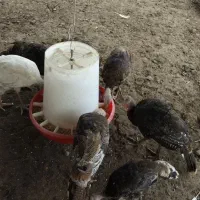 جوجه بوقلمون ۳ ماهه برنز