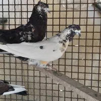 کفتر