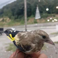 جوجه سهره ها عتیقه مازندران کیاسر