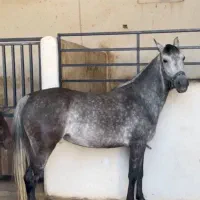 مادیان سواری شده بسیار پر خون نژاد کورد
