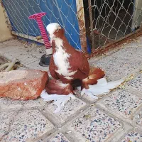 کبوتر|پرنده|مراغه, |دیوار