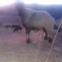وران میش بره