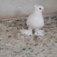 کبوتر